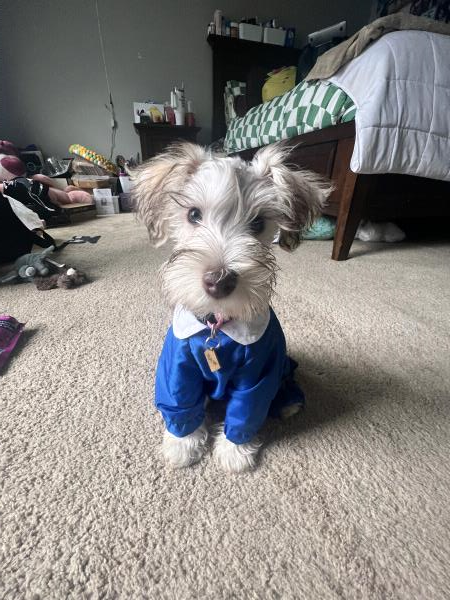 /Images/uploads/Miss Nutfield Scholarship Program/miss-nutfield-pet-photo-contest/entries/30992thumb.jpg